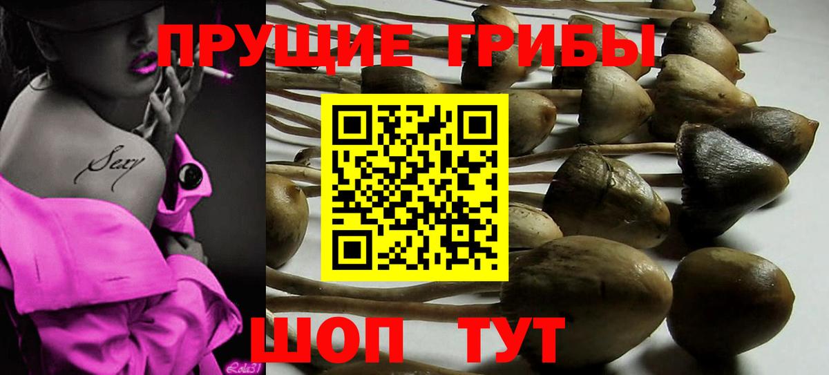Псилоцибиновые грибы GOLDEN TEACHER  купить наркотик  Псилоцибиновые грибы мицелий  Петрозаводск  Вход с VPN 